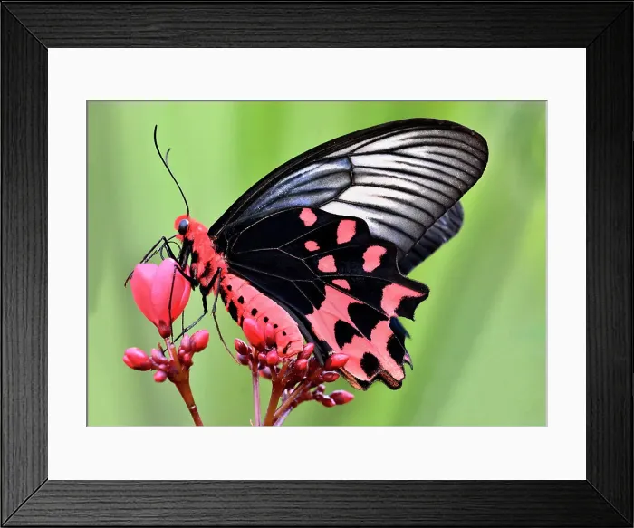 Framed Print : Batwing Butterfly on Peregrina Flower Framed Print : Batwing Butterfly on Peregrina Flower