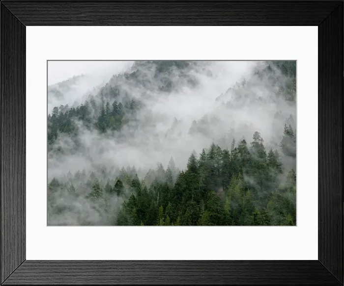 Framed Print : Fog shrouded forest in the Elwha Valley, Olympic NP, Elwha Unit, Washington, USA Framed Print : Fog shrouded forest in the Elwha Valley, Olympic NP, Elwha Unit, Washington, USA