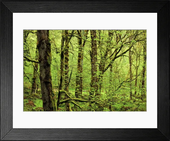 Framed Print : Rainforest with bigleaf maple and epiphytic mosses, Olympic NP, Elwha Unit, Washington, USA Framed Print : Rainforest with bigleaf maple and epiphytic mosses, Olympic NP, Elwha Unit, Washington, USA