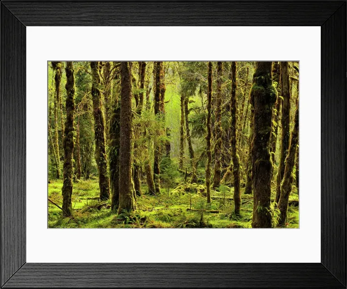 Framed Print : Grove of red alder with epiphytic mosses, Olympic NP Hoh Rainforest, Washington, USA