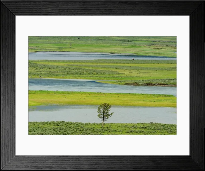 Framed Print : Hayden Valley with Yellowstone River and lone tree, Yellowstone NP, Wyoming, USA Framed Print : Hayden Valley with Yellowstone River and lone tree, Yellowstone NP, Wyoming, USA