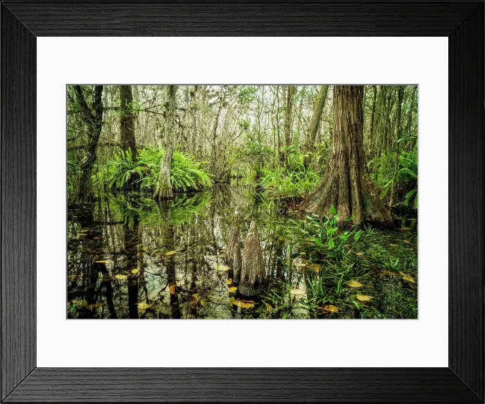 Framed Print : Everglades National Park, Big Cypress Natural Preserve, Florida Framed Print : Everglades National Park, Big Cypress Natural Preserve, Florida
