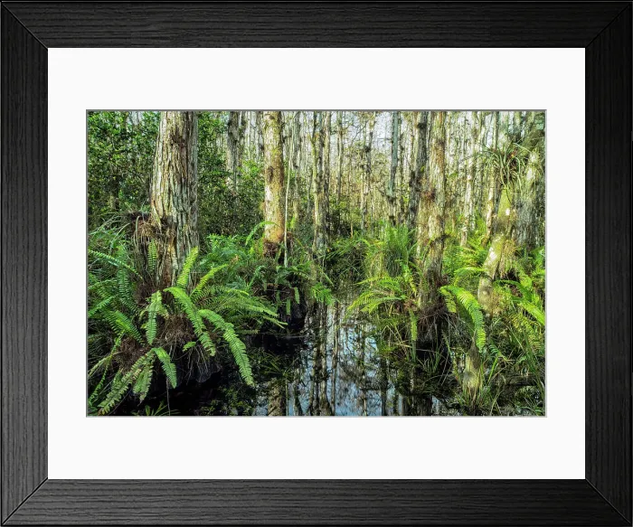 Framed Print : Everglades National Park, Big Cypress Natural Preserve, Florida Framed Print : Everglades National Park, Big Cypress Natural Preserve, Florida
