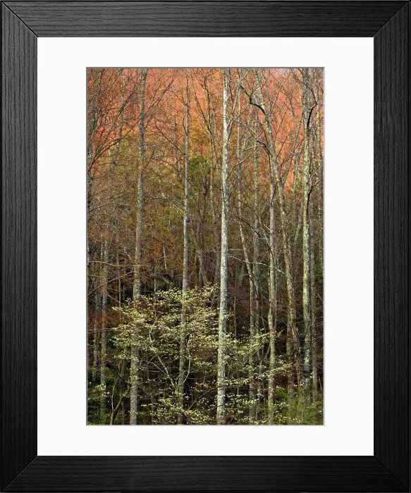 Framed Print : Dogwood and forest with waning evening light, Great Smoky Mountains National Park, Tennessee, USA Framed Print : Dogwood and forest with waning evening light, Great Smoky Mountains National Park, Tennessee, USA