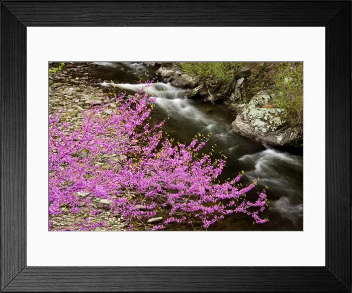Framed Print : Redbud (Cercis canadensis) and Laurel Creek, Great Smoky Mountains National Park, Tennessee, USA Framed Print : Redbud (Cercis canadensis) and Laurel Creek, Great Smoky Mountains National Park, Tennessee, USA