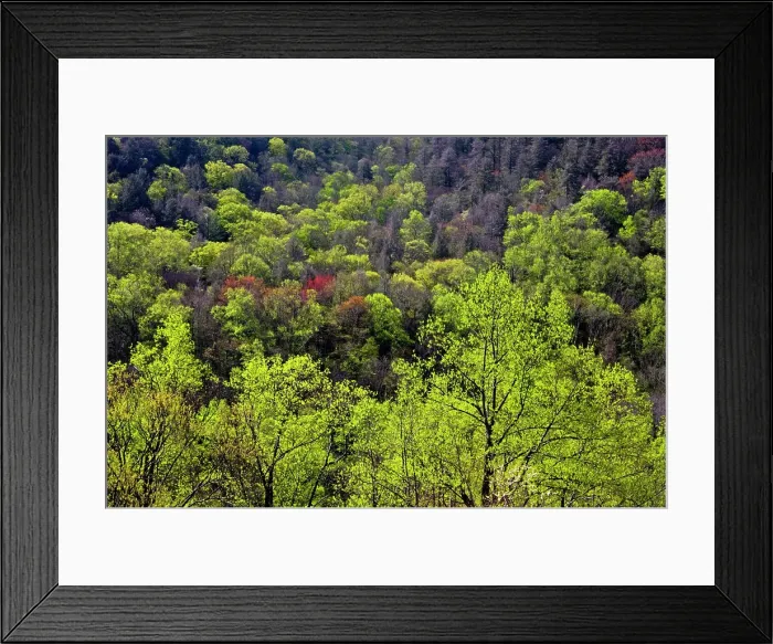 Framed Print : Spring foliage on trees near the Chimneys, Great Smoky Mountains National Park, Tennessee, USA Framed Print : Spring foliage on trees near the Chimneys, Great Smoky Mountains National Park, Tennessee, USA