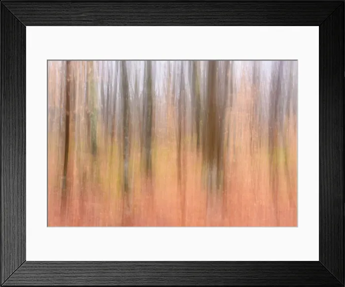 Framed Print : Beech maple hardwood woodland in late autumn, Pictured Rocks National Lakeshore, Michigan, USA Framed Print : Beech maple hardwood woodland in late autumn, Pictured Rocks National Lakeshore, Michigan, USA