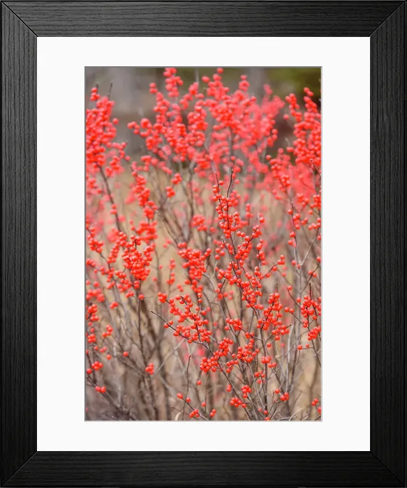 Framed Print : Wetland in autumn with cranberries, Alger County, Michigan, USA Framed Print : Wetland in autumn with cranberries, Alger County, Michigan, USA