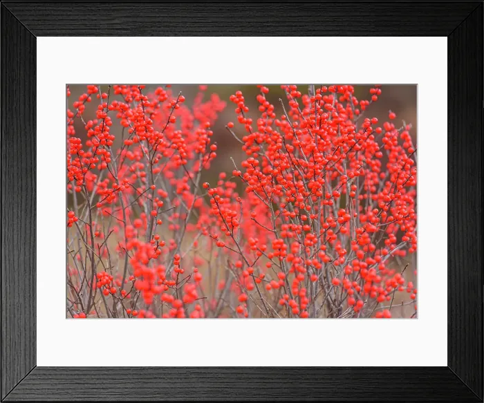 Framed Print : Wetland in autumn with cranberries, Alger County, Michigan, USA Framed Print : Wetland in autumn with cranberries, Alger County, Michigan, USA