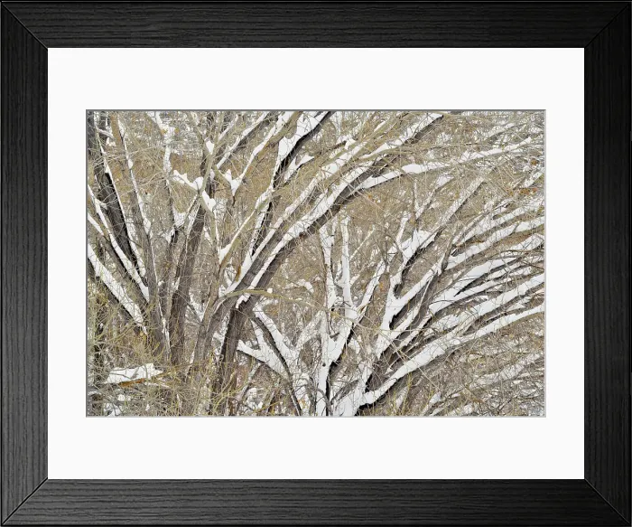 Framed Print : Cottonwoods with fresh snow, Grand Staircase Escalante National Monument, Utah, USA Framed Print : Cottonwoods with fresh snow, Grand Staircase Escalante National Monument, Utah, USA