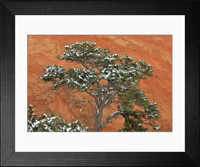 Framed Print : Snow dusted trees and Entrada Sandstone fins, Arches National Park, Utah, USA Framed Print : Snow dusted trees and Entrada Sandstone fins, Arches National Park, Utah, USA