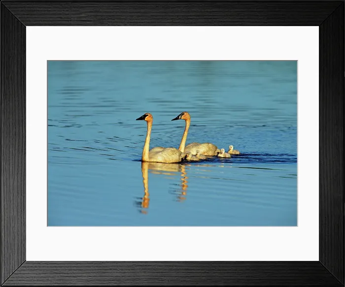 Framed Print : Trumpeter swan (Cygnus buccinator) Adults feeding in pond with young, Seney NWR, Seney, Michigan, USA Framed Print : Trumpeter swan (Cygnus buccinator) Adults feeding in pond with young, Seney NWR, Seney, Michigan, USA