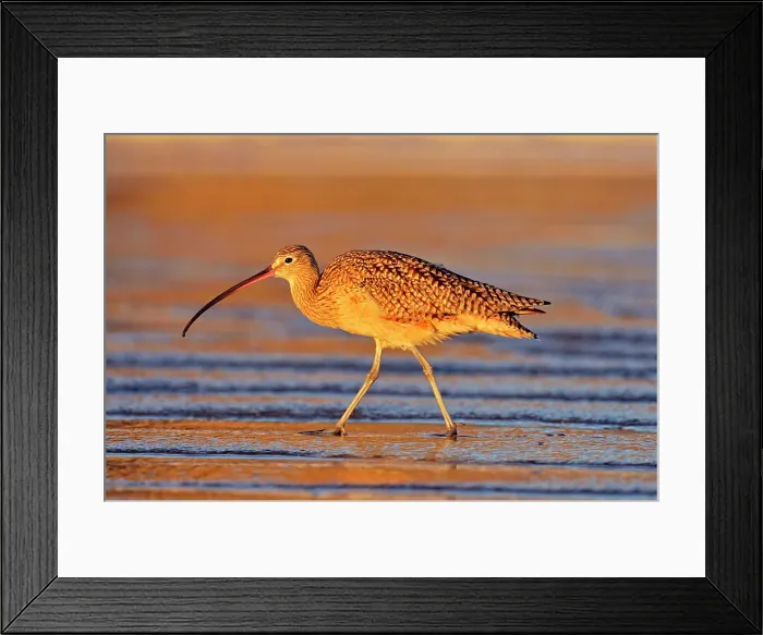 Framed Print : Long-billed Curlew (Numenius americanus), Morro Bay, California, USA Framed Print : Long-billed Curlew (Numenius americanus), Morro Bay, California, USA