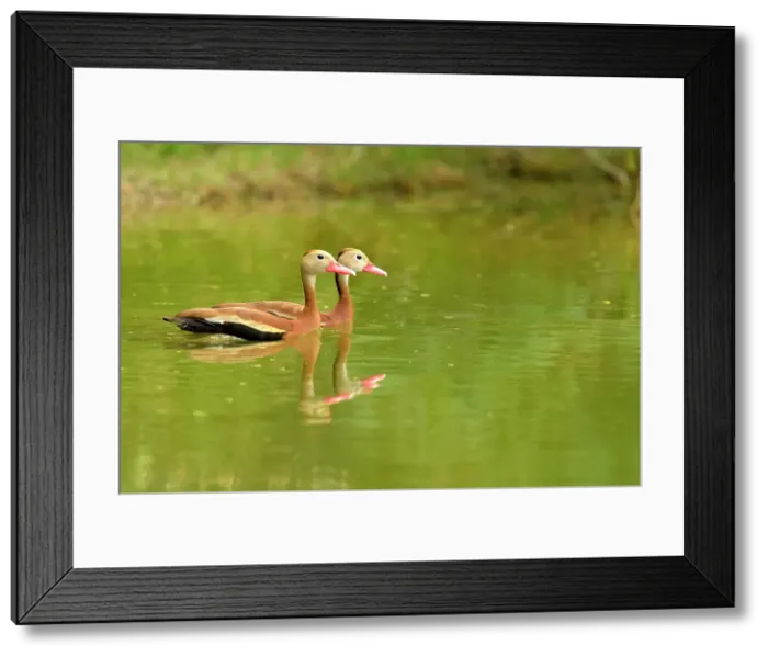Framed Print : Black-bellied Whistling Duck (Dendrocygna autumnalis), Rio Grande City, Texas, USA Framed Print : Black-bellied Whistling Duck (Dendrocygna autumnalis), Rio Grande City, Texas, USA