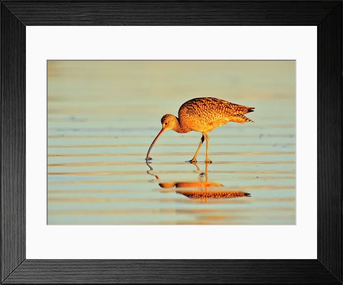 Framed Print : Long-billed Curlew (Numenius americanus), Morro Bay, California, USA Framed Print : Long-billed Curlew (Numenius americanus), Morro Bay, California, USA