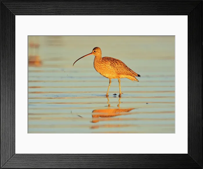 Framed Print : Long-billed Curlew (Numenius americanus), Morro Bay, California, USA Framed Print : Long-billed Curlew (Numenius americanus), Morro Bay, California, USA