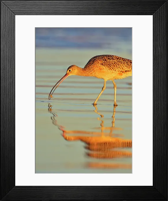 Framed Print : Long-billed Curlew (Numenius americanus), Morro Bay, California, USA Framed Print : Long-billed Curlew (Numenius americanus), Morro Bay, California, USA