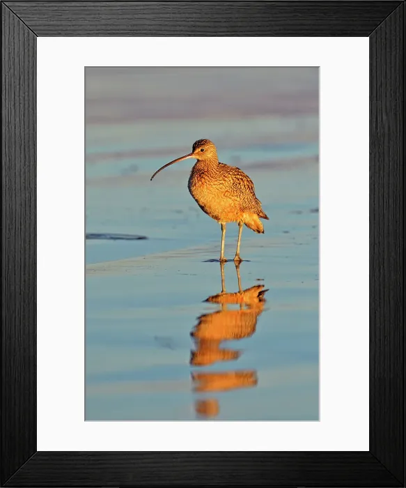 Framed Print : Long-billed Curlew (Numenius americanus), Morro Bay, California, USA Framed Print : Long-billed Curlew (Numenius americanus), Morro Bay, California, USA
