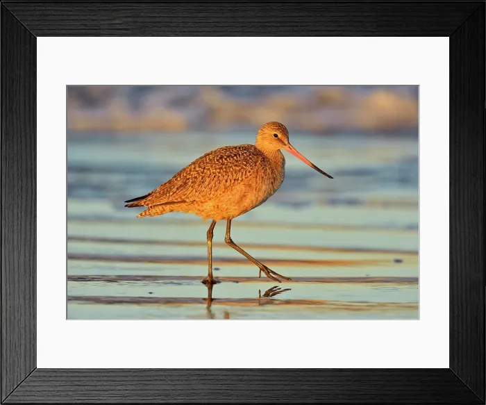 Framed Print : Marbled Godwit (Limosa fedoa), Morro Bay, California, USA Framed Print : Marbled Godwit (Limosa fedoa), Morro Bay, California, USA