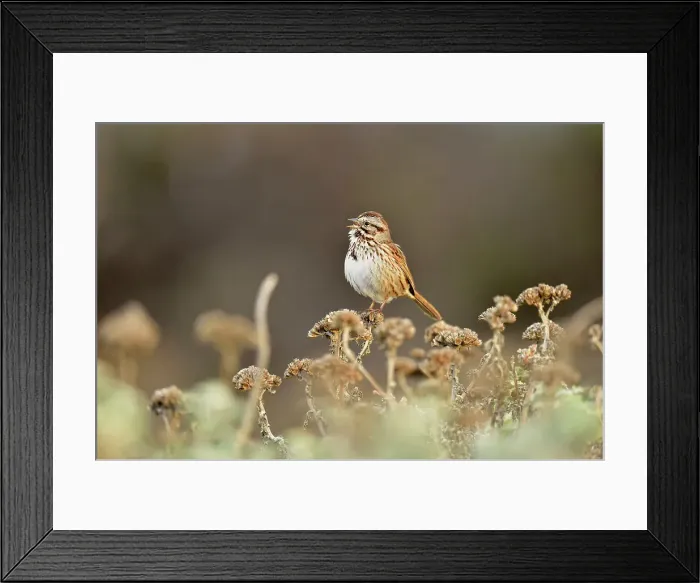 Framed Print : Song Sparrow (Melospiza melodia), San Simeon, Piedras Blancas Rookery, California, USA Framed Print : Song Sparrow (Melospiza melodia), San Simeon, Piedras Blancas Rookery, California, USA