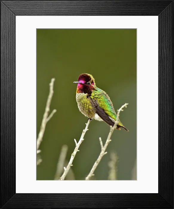 Framed Print : Anna's Hummingbird (Calypte anna), Morro Bay State Park, California, USA Framed Print : Anna's Hummingbird (Calypte anna), Morro Bay State Park, California, USA