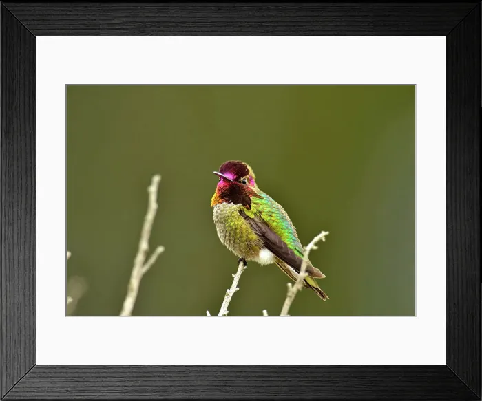 Framed Print : Anna's Hummingbird (Calypte anna), Morro Bay State Park, California, USA Framed Print : Anna's Hummingbird (Calypte anna), Morro Bay State Park, California, USA