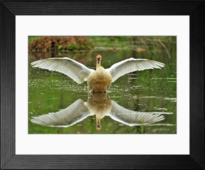 Framed Print : Trumpeter swan (Cygnus buccinator) loafing in the Boxley Valley wetlands, Buffalo National River, Arkansas, USA Framed Print : Trumpeter swan (Cygnus buccinator) loafing in the Boxley Valley wetlands, Buffalo National River, Arkansas, USA
