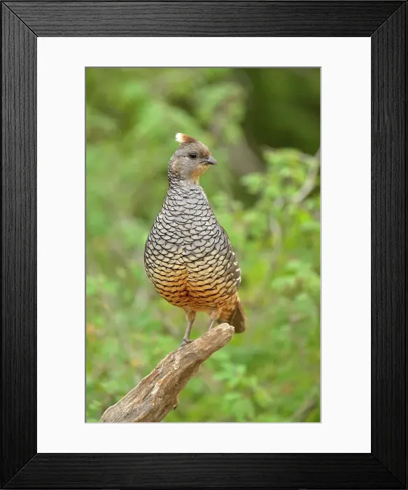 Framed Print : Scaled quail (Callipepla squamata), Rio Grande City, Texas, USA Framed Print : Scaled quail (Callipepla squamata), Rio Grande City, Texas, USA