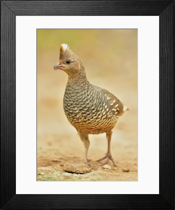 Framed Print : Scaled quail (Callipepla squamata), Rio Grande City, Texas, USA Framed Print : Scaled quail (Callipepla squamata), Rio Grande City, Texas, USA