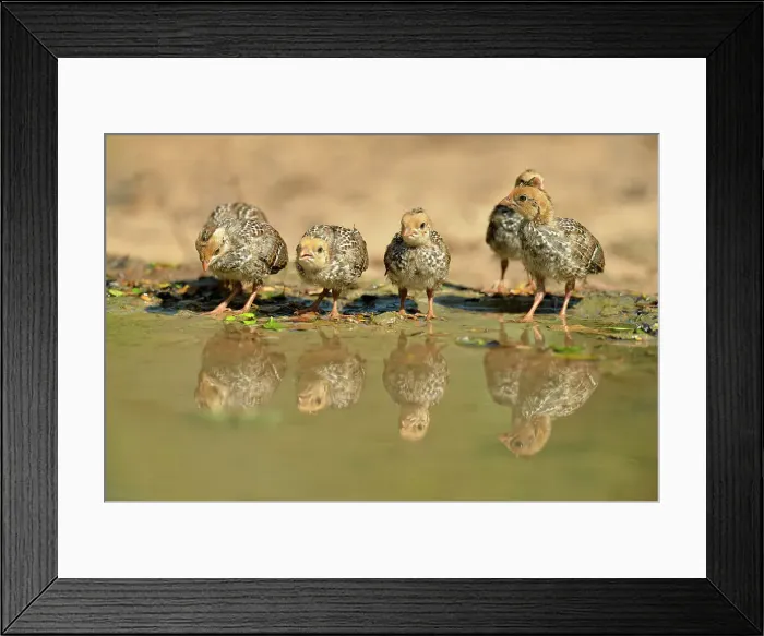 Framed Print : Scaled quail (Callipepla squamata) Chicks, Rio Grande City, Texas, USA Framed Print : Scaled quail (Callipepla squamata) Chicks, Rio Grande City, Texas, USA