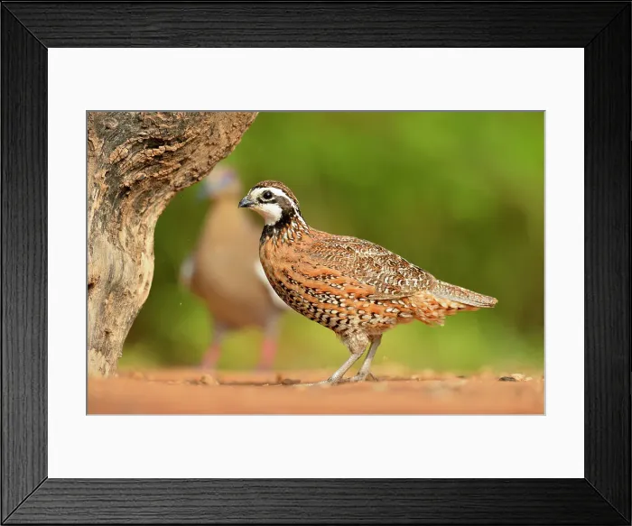 Framed Print : Bobwhite Quail (Colinus virginianus), Rio Grande City, Texas, USA