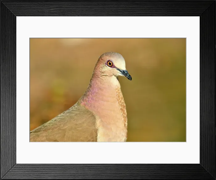 Framed Print : White-tipped Dove (Leptotila verreauxi), Rio Grande City, Texas, USA