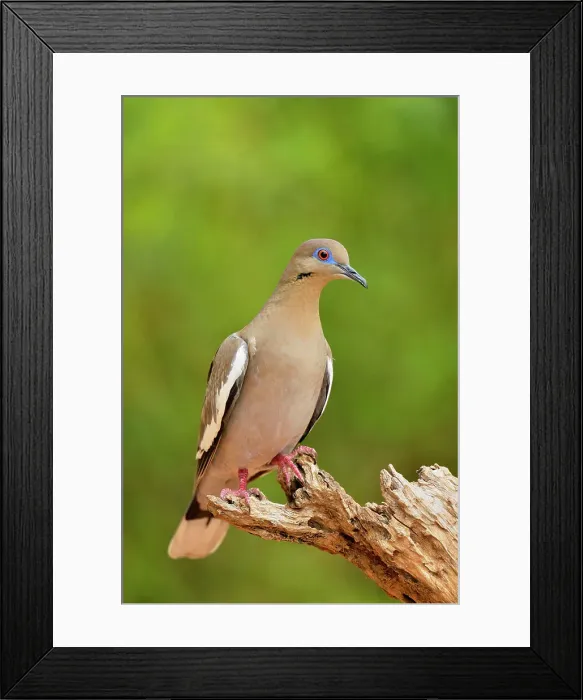Framed Print : White-winged Dove (Zenaida asiatica), Rio Grande City, Texas, USA