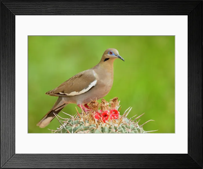 Framed Print : White-winged Dove (Zenaida asiatica), Rio Grande City, Texas, USA Framed Print : White-winged Dove (Zenaida asiatica), Rio Grande City, Texas, USA