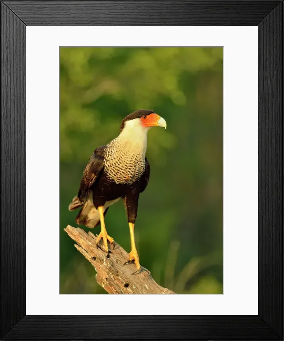 Framed Print : Crested Caracara (Caracara plancus), Rio Grande City, Texas, USA Framed Print : Crested Caracara (Caracara plancus), Rio Grande City, Texas, USA