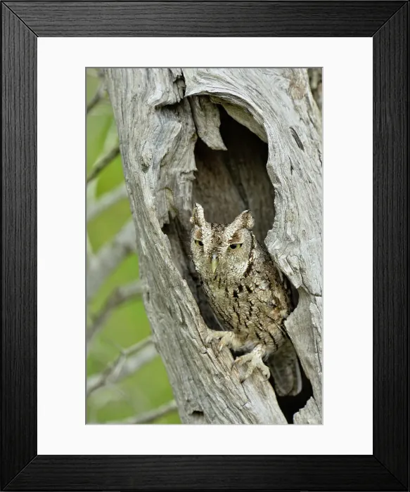 Framed Print : Eastern Screech-Owl (Megascops asio) Adult in a nest cavity, Rio Grande City, Texas, USA Framed Print : Eastern Screech-Owl (Megascops asio) Adult in a nest cavity, Rio Grande City, Texas, USA