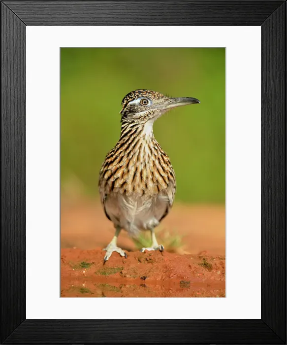 Framed Print : Rio Grande City, Texas, USA Framed Print : Rio Grande City, Texas, USA