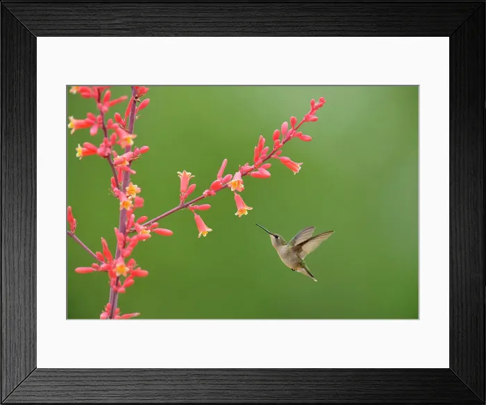 Framed Print : Ruby throated hummingbird (Archilochus colubris), Rio Grande City, Texas, USA Framed Print : Ruby throated hummingbird (Archilochus colubris), Rio Grande City, Texas, USA