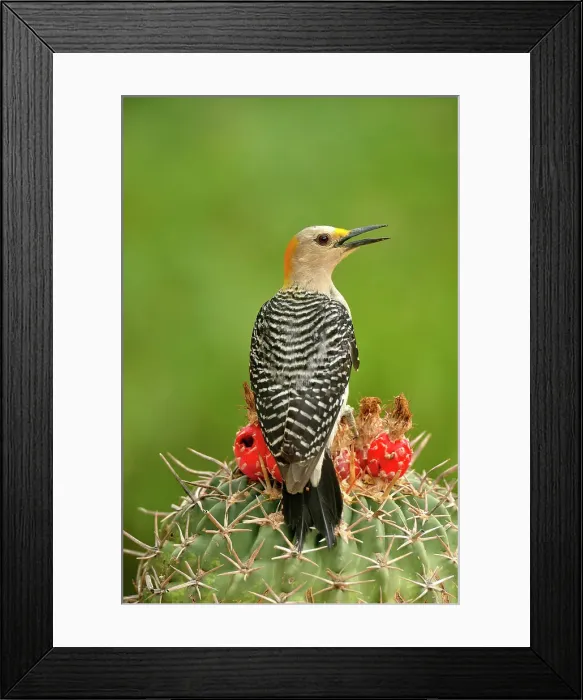 Framed Print : Golden-fronted woodpecker (Melanerpes aurifrons), Rio Grande City, Texas, USA Framed Print : Golden-fronted woodpecker (Melanerpes aurifrons), Rio Grande City, Texas, USA