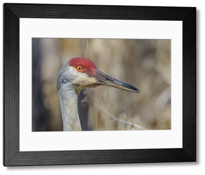 Framed Print : Sandhill Crane (Antigone canadensis), Kensington Metro Parkm Michigan, USA