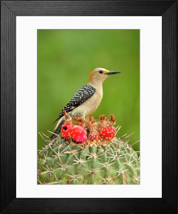 Framed Print : Golden-fronted woodpecker (Melanerpes aurifrons), Rio Grande City, Texas, USA Framed Print : Golden-fronted woodpecker (Melanerpes aurifrons), Rio Grande City, Texas, USA