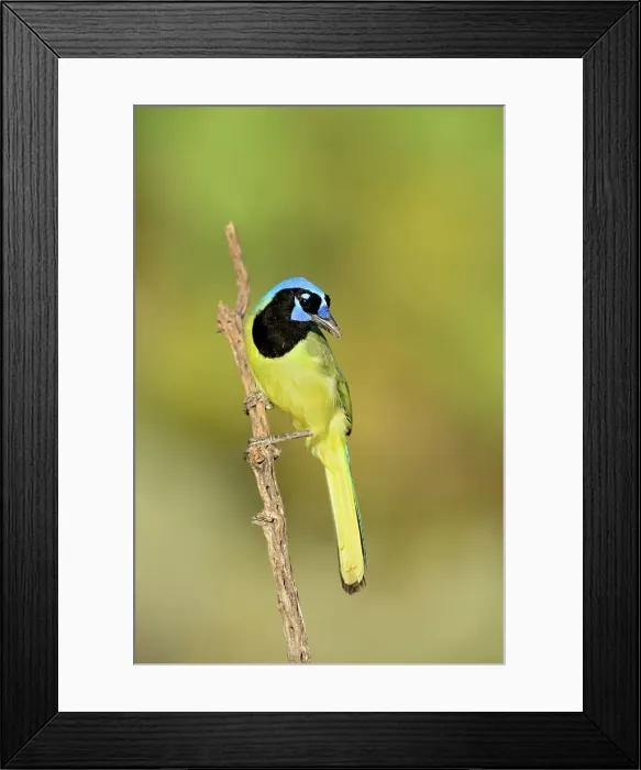 Framed Print : Green Jay (Cyanocorax yncas), Rio Grande City, Texas, USA Framed Print : Green Jay (Cyanocorax yncas), Rio Grande City, Texas, USA