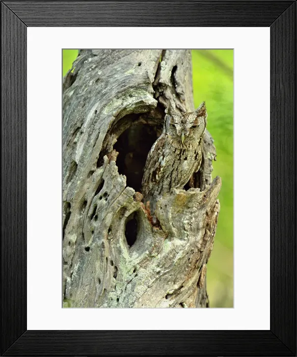 Framed Print : Eastern Screech-Owl (Megascops asio), Rio Grande City, Texas, USA Framed Print : Eastern Screech-Owl (Megascops asio), Rio Grande City, Texas, USA
