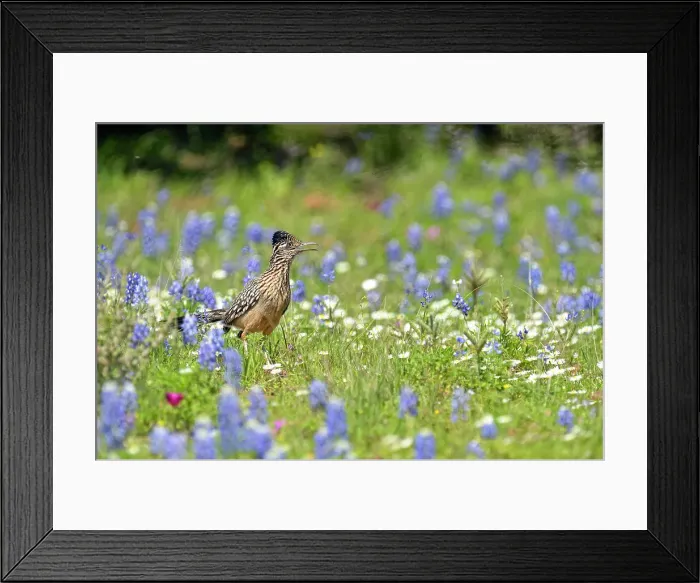 Framed Print : Greater roadrunner (Geococcyx californianus), Threadgill Creek Road, Mason County, Texas, USA Framed Print : Greater roadrunner (Geococcyx californianus), Threadgill Creek Road, Mason County, Texas, USA
