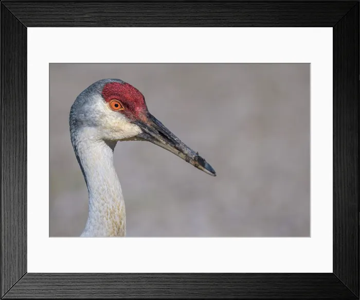 Framed Print : Sandhill Crane (Antigone canadensis), Kensington Metro Park, Michigan, USA Framed Print : Sandhill Crane (Antigone canadensis), Kensington Metro Park, Michigan, USA