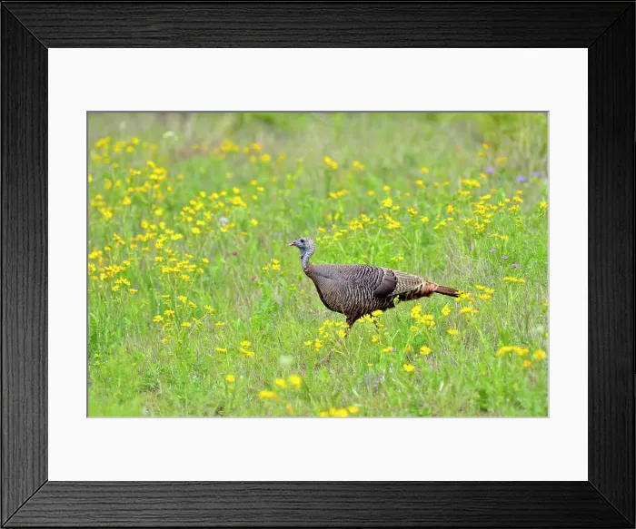 Framed Print : Wild Turkey (Meleagris gallopavo), Willow City, Texas, USA Framed Print : Wild Turkey (Meleagris gallopavo), Willow City, Texas, USA