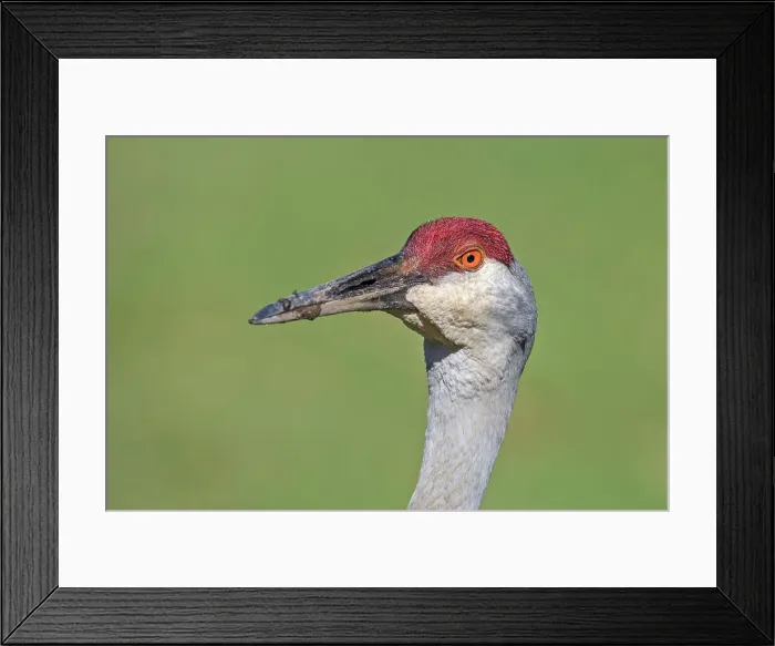 Framed Print : Sandhill Crane (Antigone canadensis), Kensington Metro Park, Michigan, USA