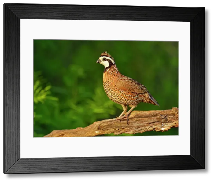 Framed Print : Bobwhite Quail (Colinus virginianus), Rio Grande City, Texas, USA Framed Print : Bobwhite Quail (Colinus virginianus), Rio Grande City, Texas, USA
