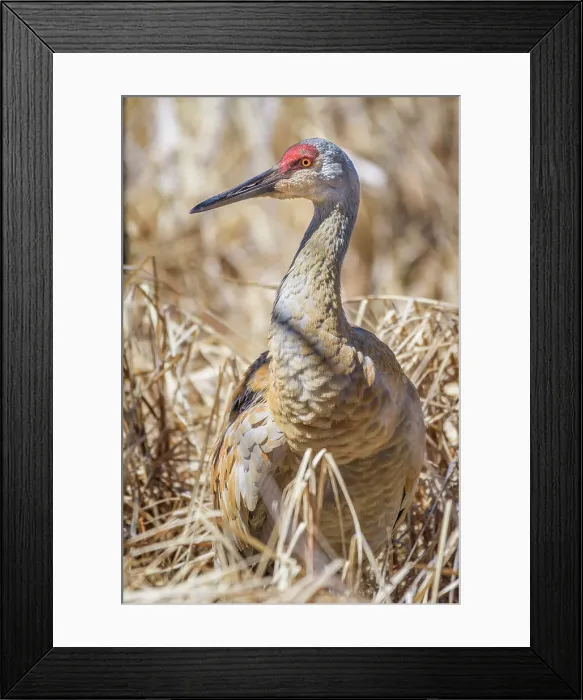 Framed Print : Sandhill Crane (Antigone canadensis), Kensington Metro Park, Michigan, USA