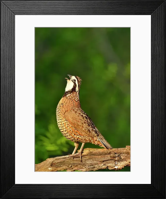 Framed Print : Bobwhite Quail (Colinus virginianus), Rio Grande City, Texas, USA Framed Print : Bobwhite Quail (Colinus virginianus), Rio Grande City, Texas, USA
